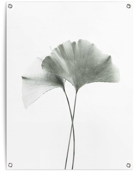 Tuinposter Ginkgo Blad - 80 x 60 - Canvas - REINDERS