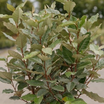 Olijfwilg - Elaeagnus ebbingei 'Compacta' - 40-50 cm