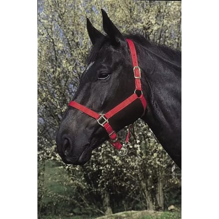 Halter Riding World
