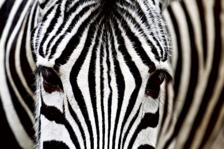 Fotobehang - Zebra 375x250cm - Vliesbehang