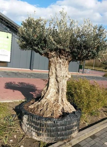 Olea 300 cm