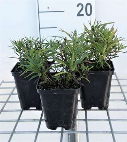6x Inula - Inula ensifolia ( 'Compacta') | 9x9 cm pot