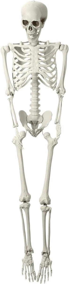 Beweegbaar Skelet - Levensgroot Skelet - Halloween Decoratie - Beweegbare Gewrichten - 170 cm - Wit