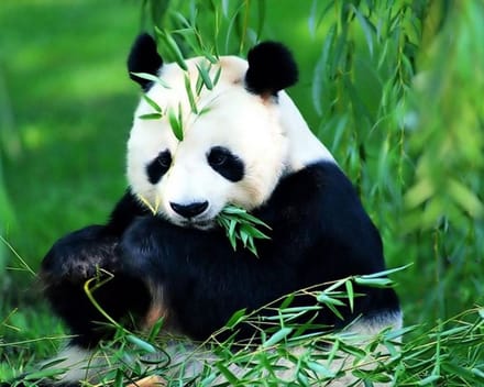 Diamond painting 30x40cm - panda ( ronde steentjes )
