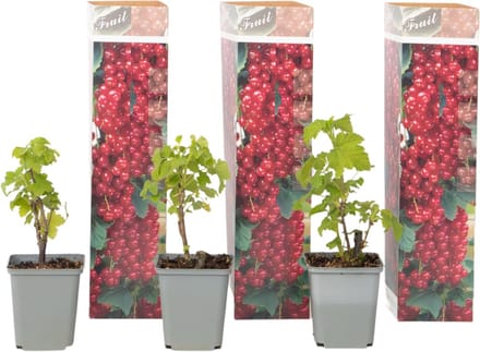 Plant in a Box - Aalbes - Set van 3 - Ribes rubrum - Hoogte 25-40cm - ⌀9cm