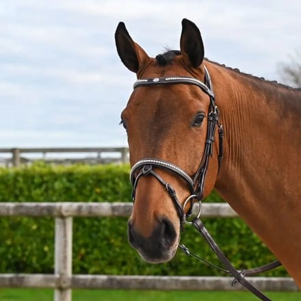 Engels gecombineerd hoofdstel met anatomische neusriem Jump'In Clincher Origin