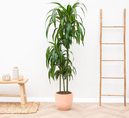 Dracaena Hawaiian Sunshine - 180cm