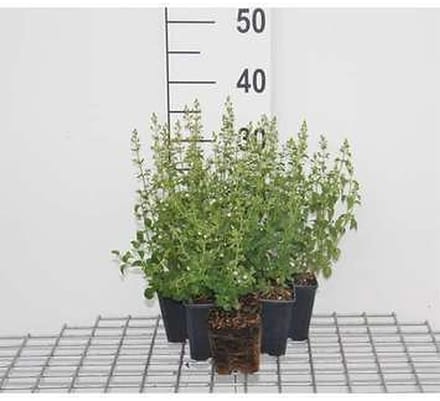 6x Calamintha - Calamintha nep. 'Nepeta' | 9x9 cm pot