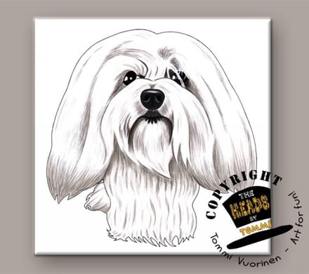 Tegel Hond Coton Tulear