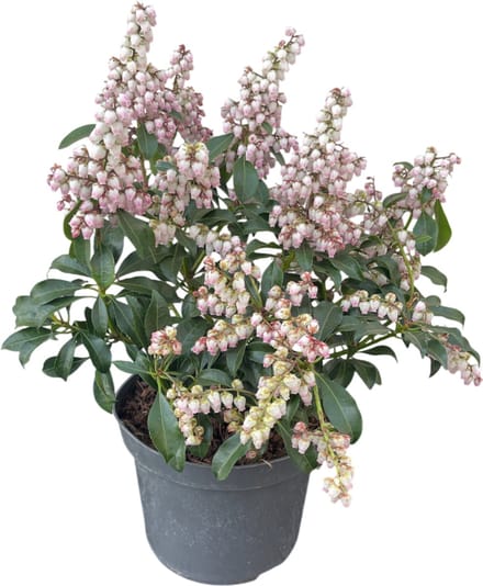Pieris jap. Pink Passion ('Opstal 69'PBR) - Rotsheide | 25-30 cm in pot