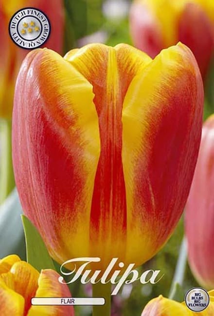 Flair Triumph Tulpenbollen Bolmaat 12+ 10 Bloembollen