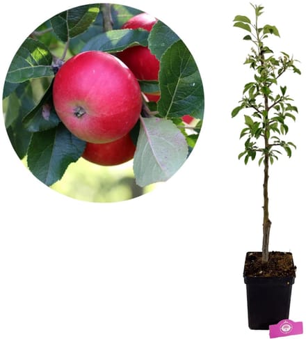 Malus domestica 'Discovery', Appelboom , Hoogte 100cm, 5 liter pot