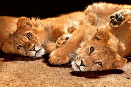 Fotobehang - Young Lions 375x250cm - Vliesbehang