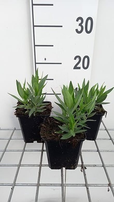 6x Stermaagdenpalm - Amsonia tab. 'Blue Ice' | pot 9 x 9 cm