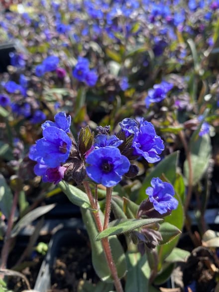 6 x Pulmonaria 'Blue Ensign' - Longkruid - P9 Pot (9 x 9cm) - Dima Vaste Planten