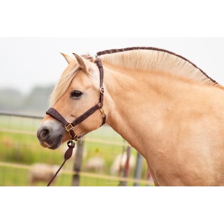 Leren halster voor paarden Edix Saddles Kaily