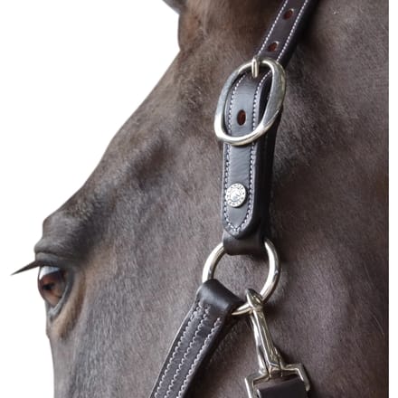 Gevoerd lederen halster voor paarden Canter