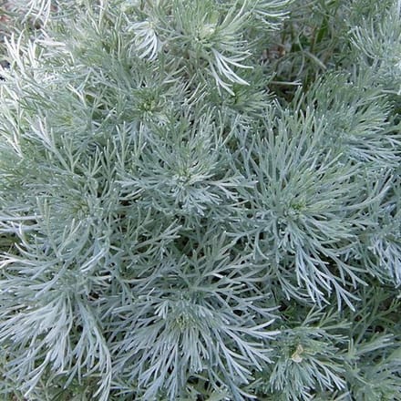 6 x  Artemisia schmidtiana 'Nana' - Bijvoet pot 9x9 cm