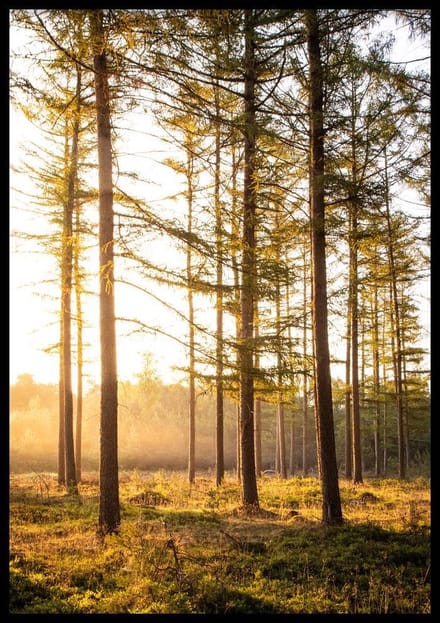 Poster Planken Wambuis Zon - 30x40cm - Natuur Poster - WALLLL