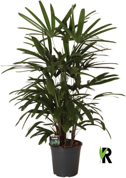 Rhapis excelsa 120 cm - Kamerplant - Potmaat Ø24 cm