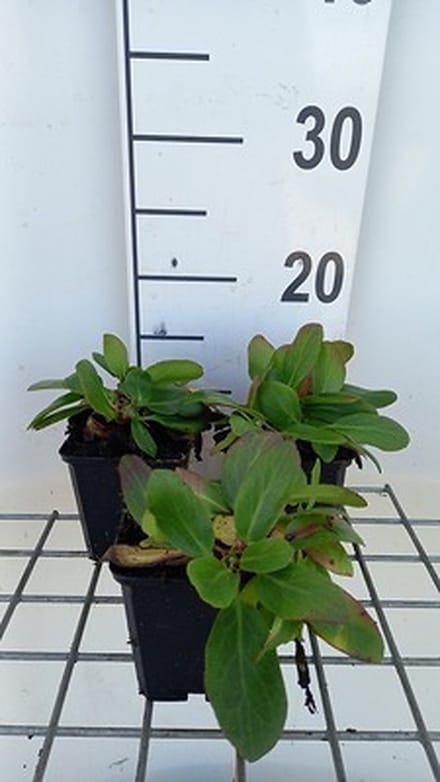 6x Schoenlappersplant - Bergenia hybr. 'Silberlicht' | 9x9 cm pot