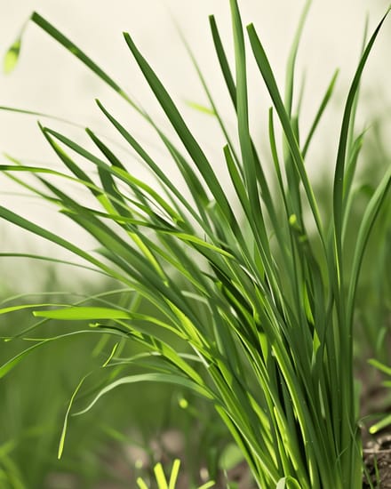 Knoflookbieslook Zaden Biologisch Allium Tuberosum Meerjarig