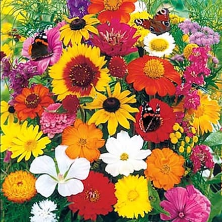 Bloemen mix zaden - Vlinderbloemenmix