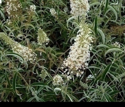 Buddleja dav. 'Nanho White' - Vlinderstruik 40- 60 cm in pot