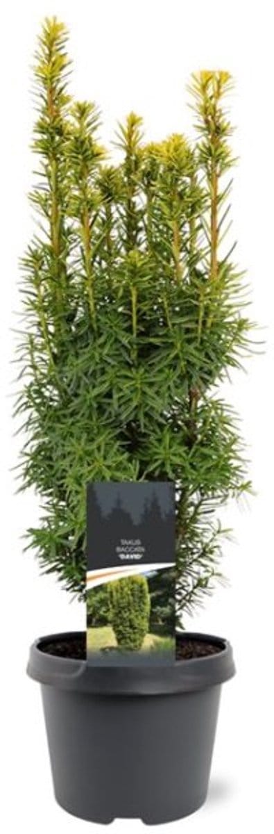Arbustes de haie - Un ensemble 1 - Taxus baccata 'David' - (3L) 40-50 cm
