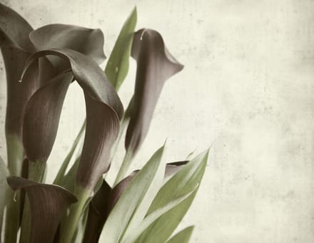 Fotobehang - Donker paars calla lelies - oud papier achtergrond.