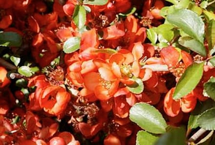 Chaenomeles japonica 'Sargentii' - Sierkwee, Dwergkwee 30 - 40 cm in pot