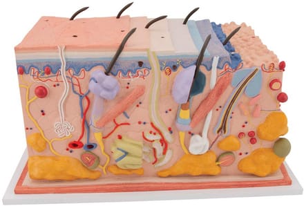 Huid Laag Model 70x Vergroot met Interactieve 3D Anatomie Software