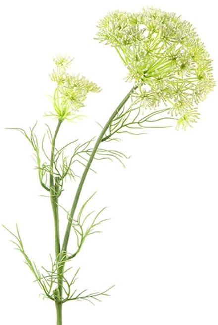 Countryfield Daucus Carota Wit - Zijdenbloem
