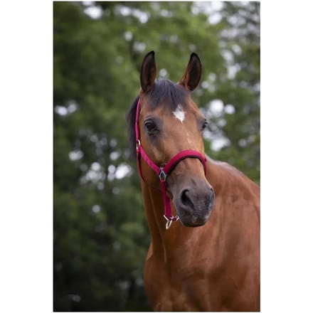 Halster voor paarden Norton Doublé néoprène