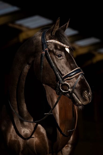 HB Showtime Copper Sky Trenshoofdstel Full Zwart