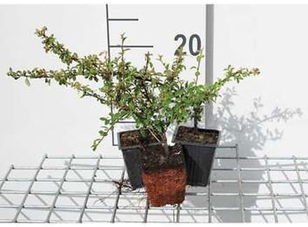 12x Dwergmispel - Cotoneaster suec. 'Skogholm' | 9x9 cm pot