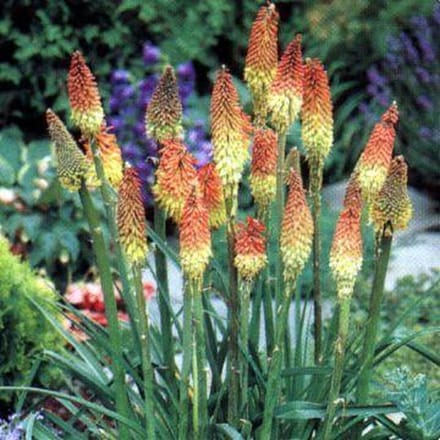 6 x Kniphofia Uvaria - Vuurpijl pot 9x9cm