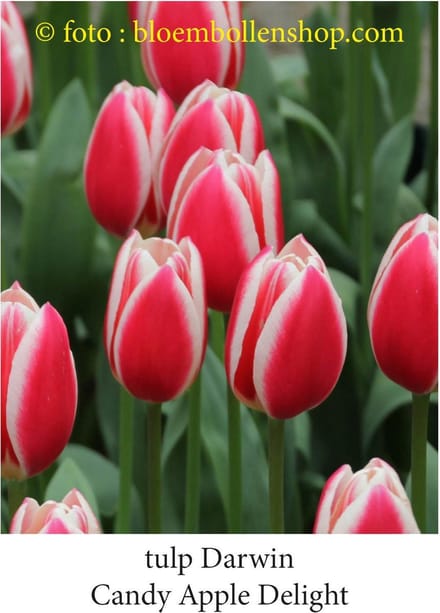 tulp Candy apple Delight 25 bollen maat 12/+ tulpen - bloembollen- tulpenbollen