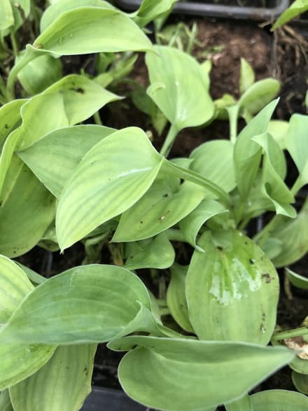 6 x Hosta 'Drummer Boy' (Klein) - Hartlelie - P9 Pot (9 x 9cm) - Dima Vaste Planten