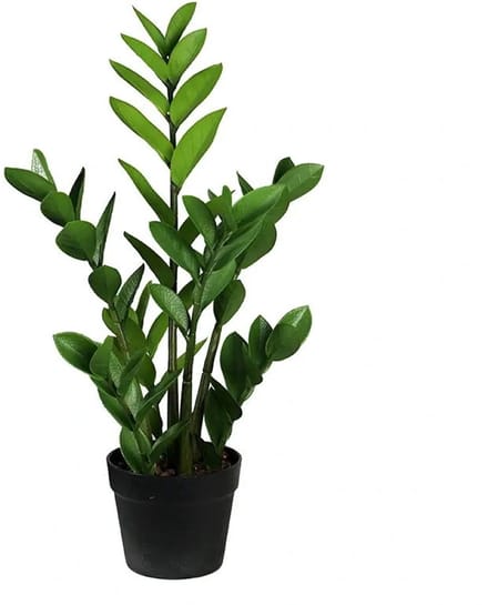 Zamioculcas 75 cm kunstplant Buitengewoon de Boet