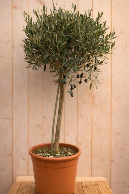 Warentuin natuurlijk - Olijfboom olea europeae 120cm stam ongeveer...