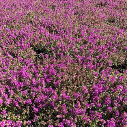 Thymus pr. Purple Beauty - Set van 12 - Kruiptijm - Pot P9 - Paarse Bloem