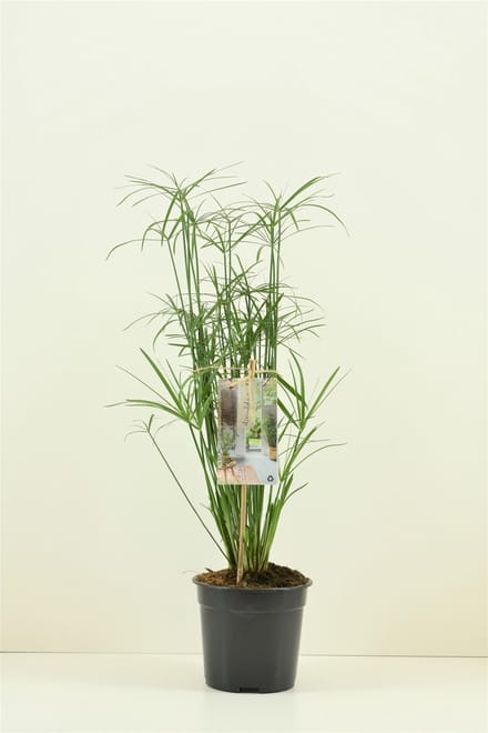 Moerings Cyperus Alternifolius | Papyrus Plant | In 9CM pot