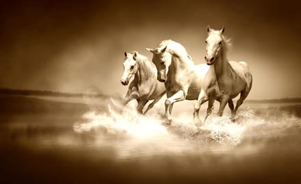 Horses  Photo Wallcovering