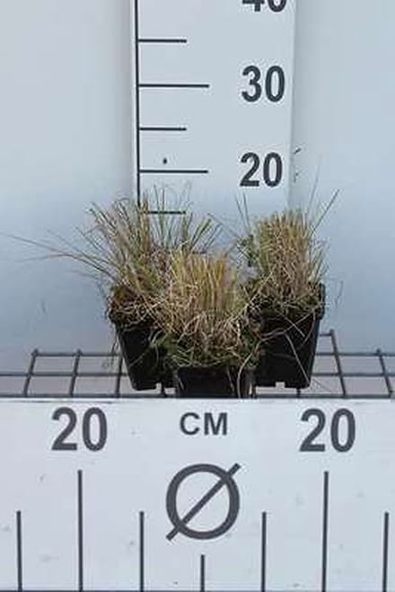 6x Muskietengras - Bouteloua gracilis | 9x9 cm pot