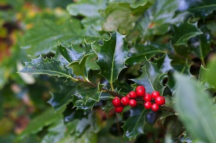 Arbustes de haie - Un ensemble 1 - Ilex aquifolium - (2L) 60-80 cm