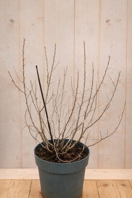 Warentuin natuurlijk - Duindoorn eenhuizig Hippophae rhamnoides Vit...