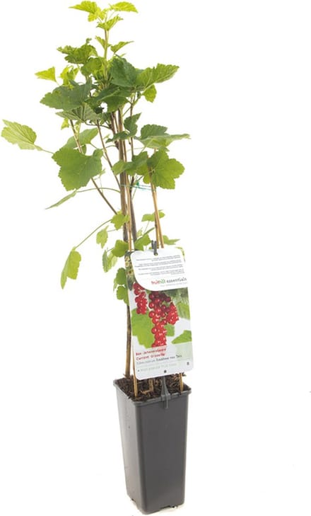 Rode Bes Jonkheer van Tets – Aalbes – Ribes rubrum – Fruitstruik