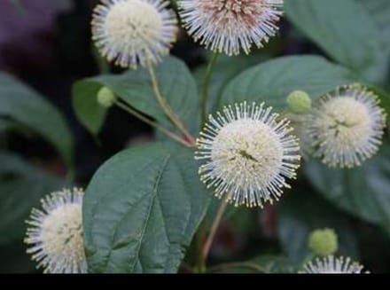 Cephalanthus occ. 'Fiber Optics'® - Amerikaanse Sering 60- 80 cm in pot
