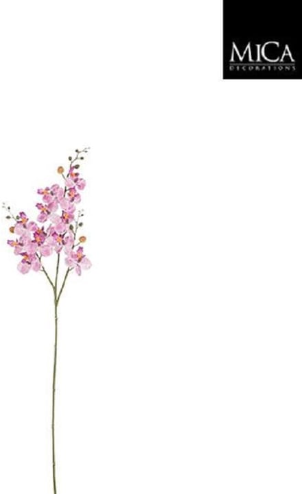 Phalaenopsis l. purple - l75cm